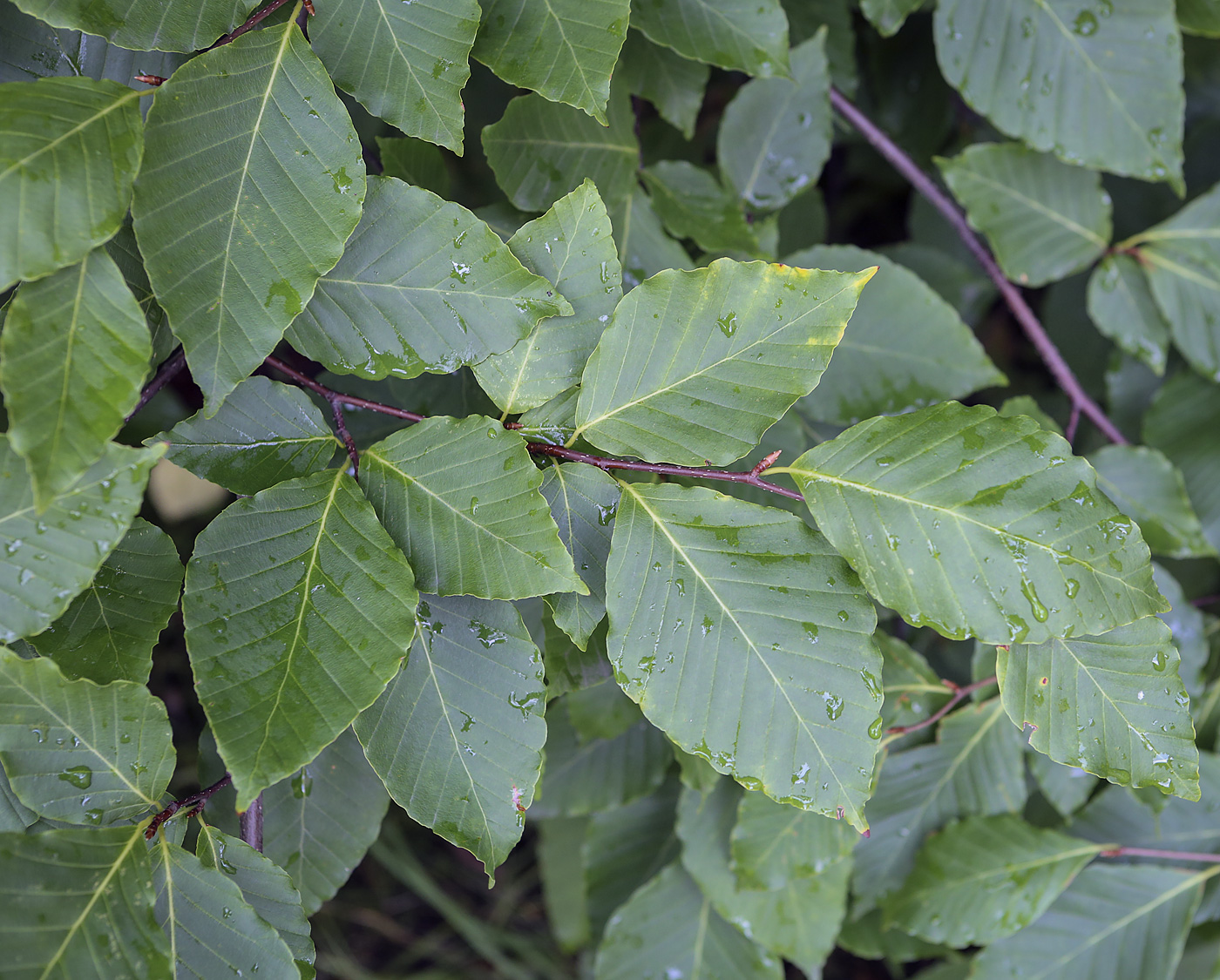 Image of Fagus crenata specimen.