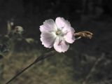 Dianthus ciliatus ssp. dalmaticus