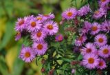 Symphyotrichum novae-angliae