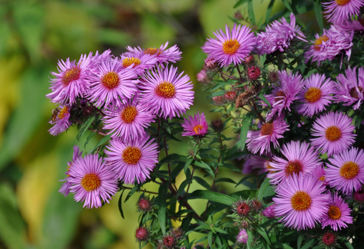 Изображение особи Symphyotrichum novae-angliae.