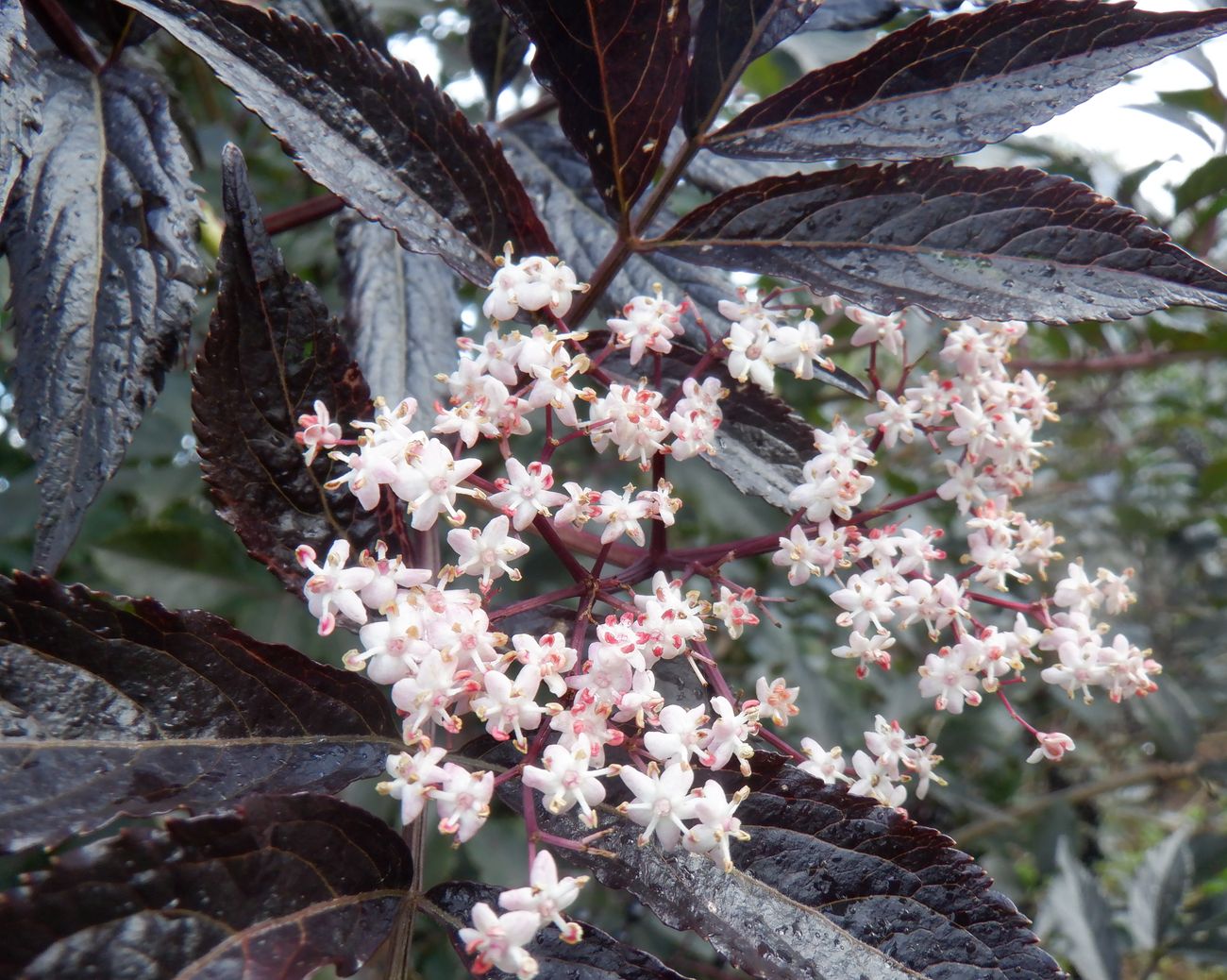 Image of Sambucus nigra specimen.