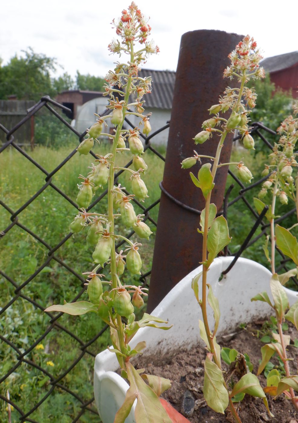 Image of Reseda odorata specimen.