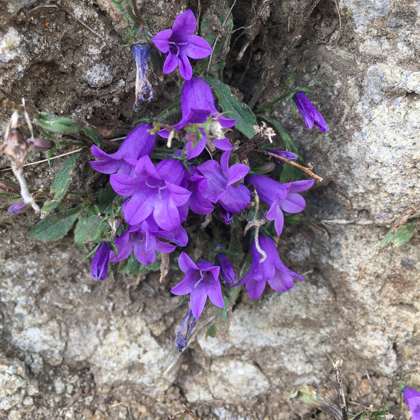 Изображение особи род Campanula.