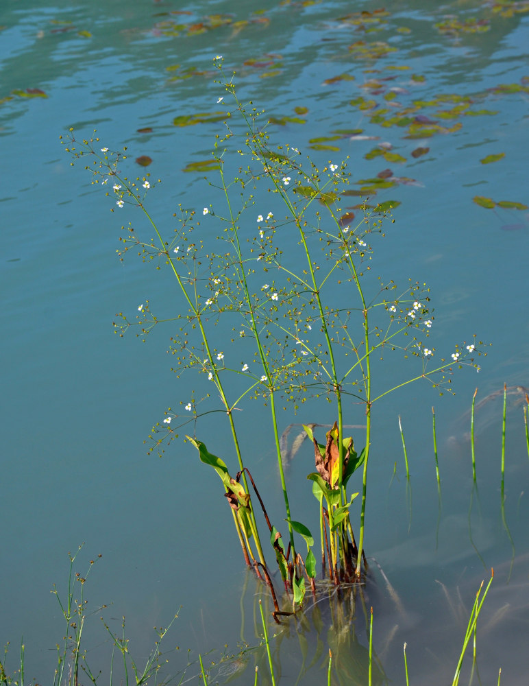 Image of Alisma plantago-aquatica specimen.