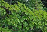 Parthenocissus quinquefolia. Побеги с соцветиями в бутонах. Московская обл., гор. округ Мытищи, окр. дер. Сорокино, в культуре. 29.06.2020.