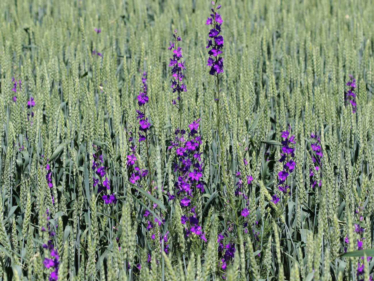 Image of Delphinium ajacis specimen.