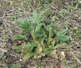 Potentilla recta