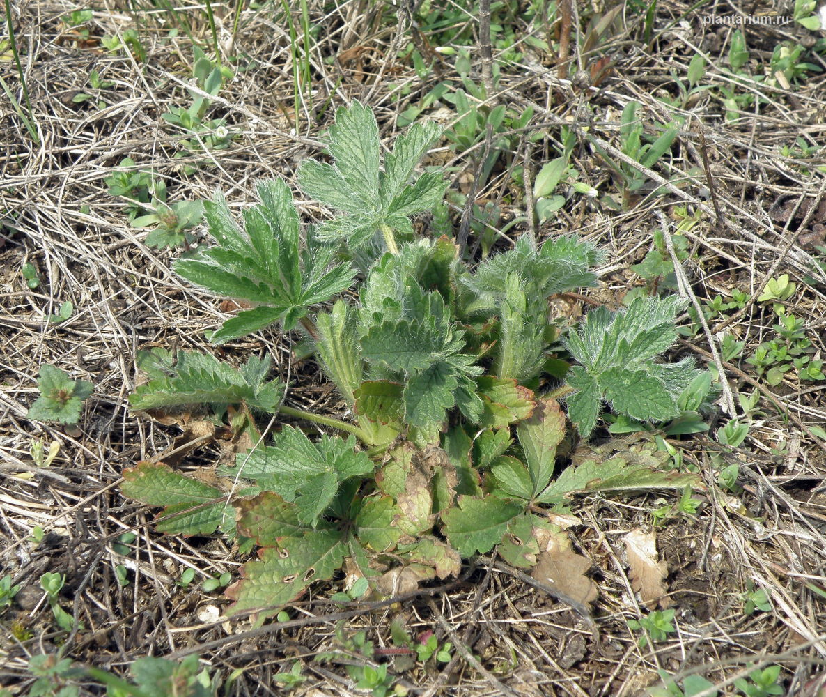 Изображение особи Potentilla recta.