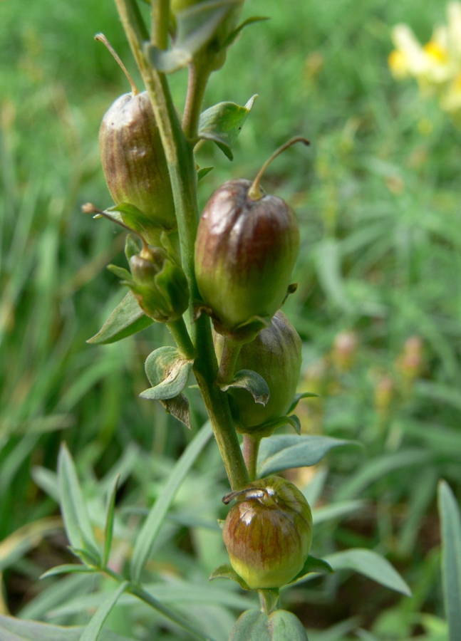 Image of Linaria vulgaris specimen.
