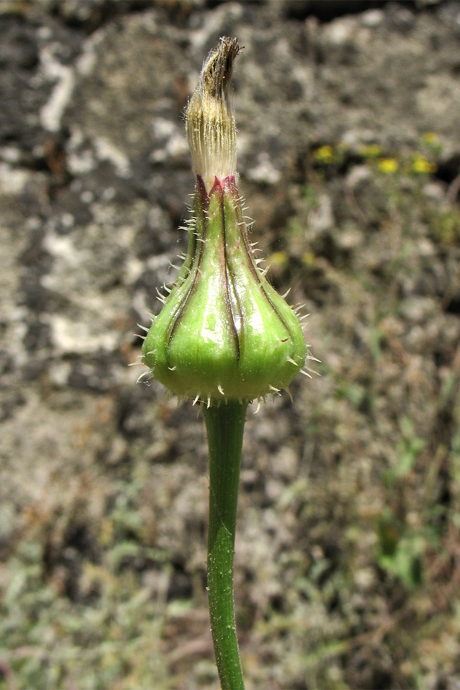 Image of Urospermum picroides specimen.