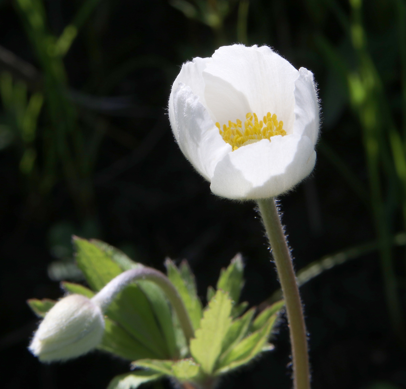 Image of Anemone sylvestris specimen.