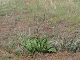 Limonium gmelinii