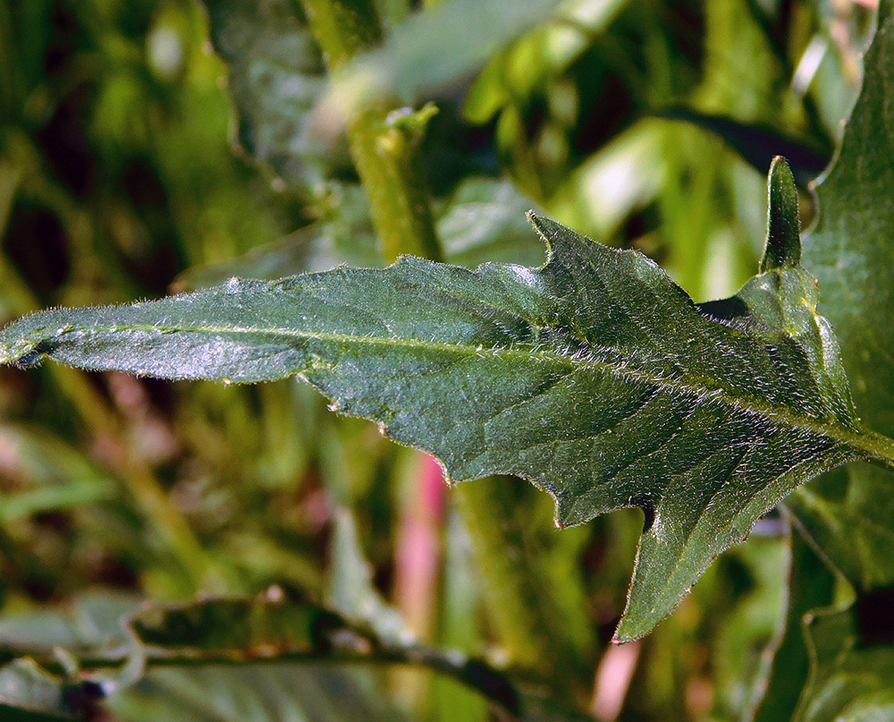 Image of Bunias orientalis specimen.
