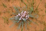 Astragalus dolichophyllus