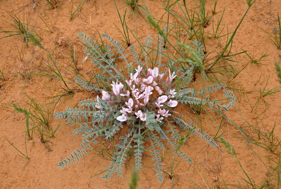 Image of Astragalus dolichophyllus specimen.