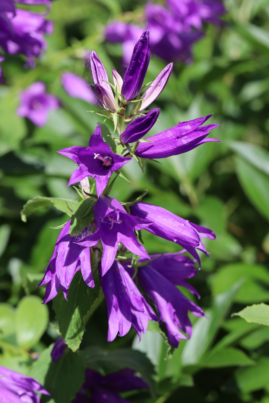 Изображение особи Campanula latifolia.