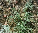 Astragalus pallasii