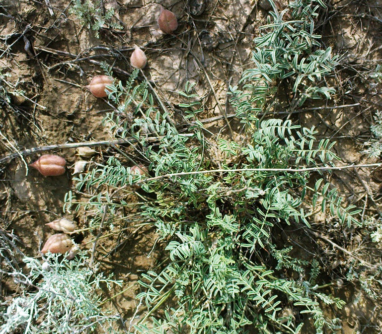 Изображение особи Astragalus pallasii.