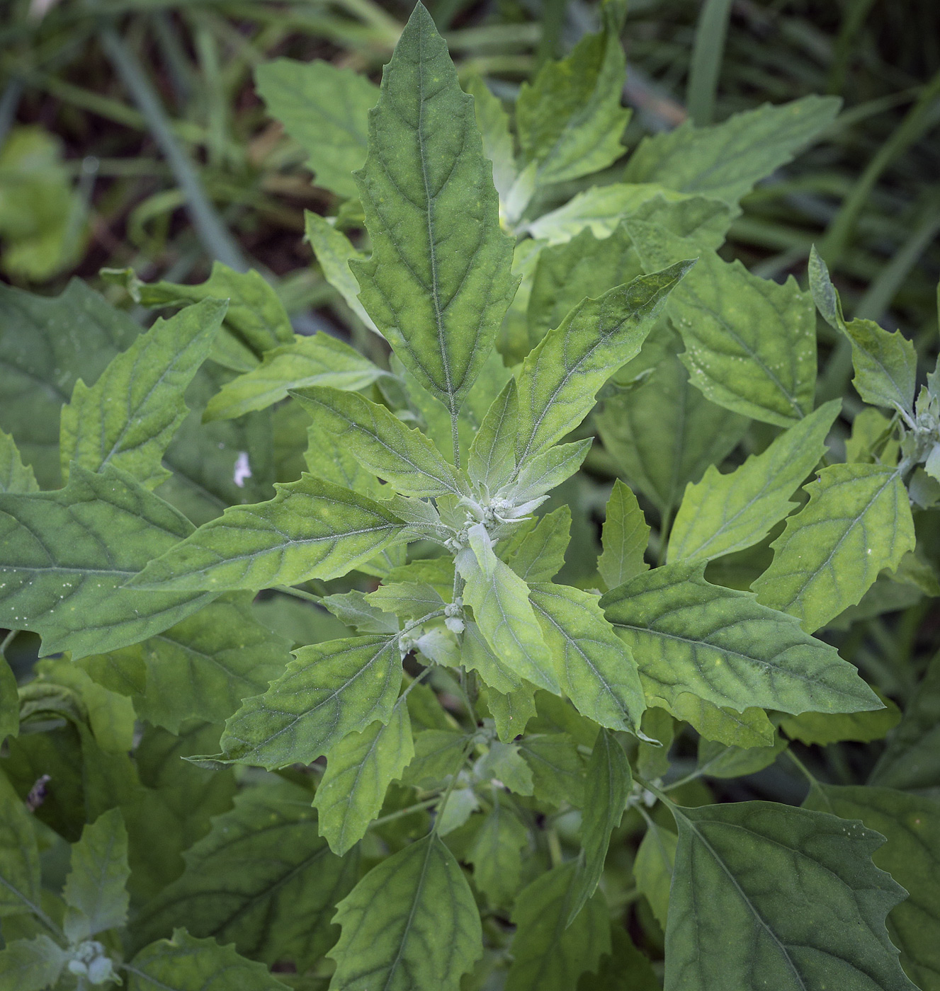 Изображение особи Chenopodium album.