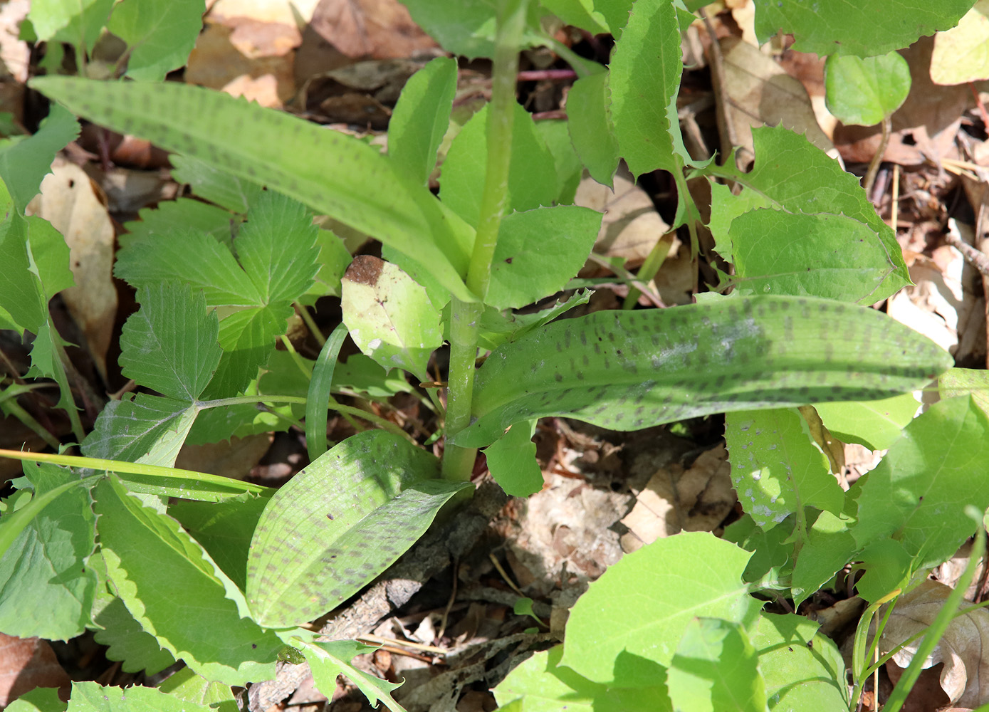 Image of Dactylorhiza saccifera specimen.