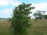 Populus maximowiczii