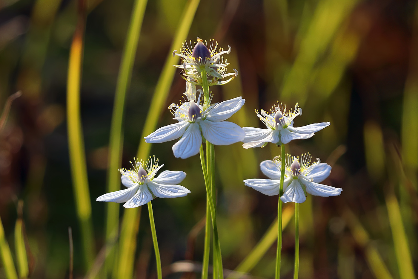 Image of Parnassia palustris specimen.