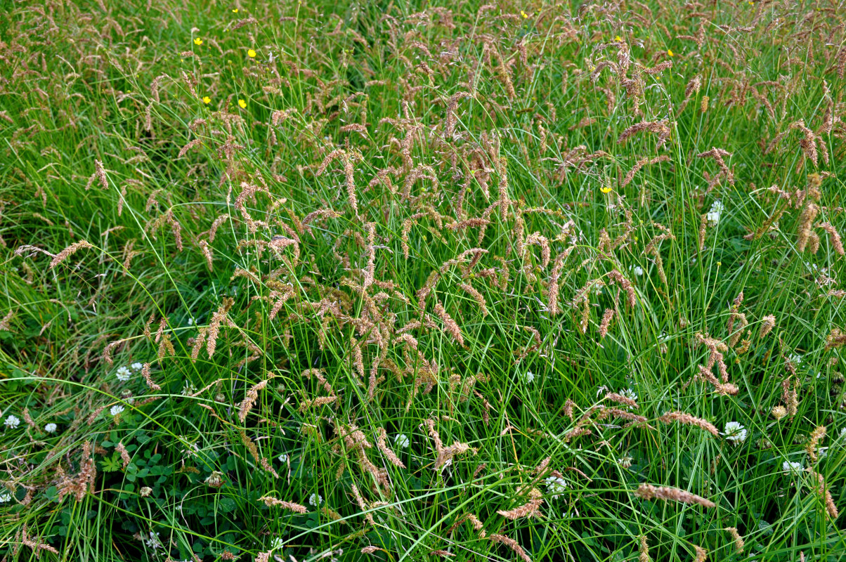 Изображение особи Carex laevissima.