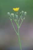 Pilosella bauhini