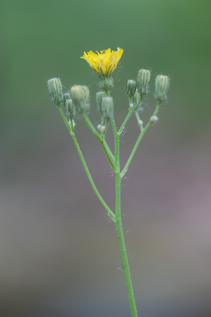 Image of Pilosella bauhini specimen.