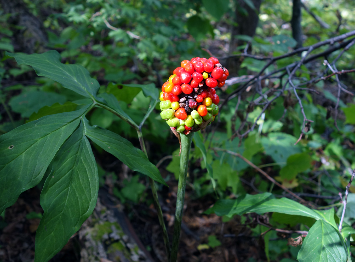 Изображение особи Arisaema peninsulae.