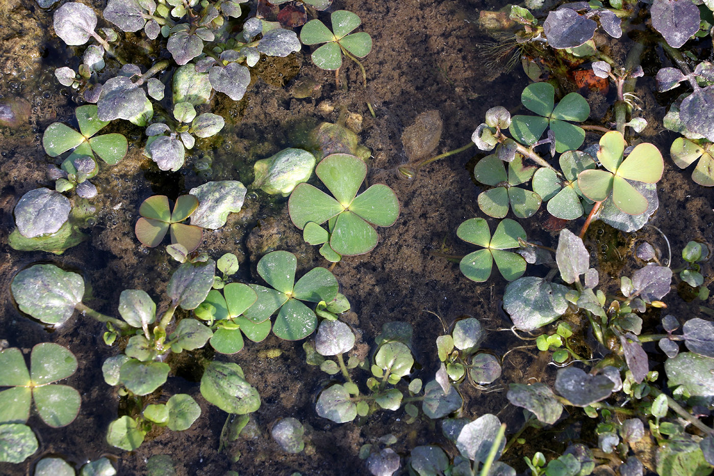 Image of Marsilea quadrifolia specimen.