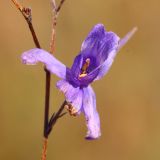 Delphinium consolida