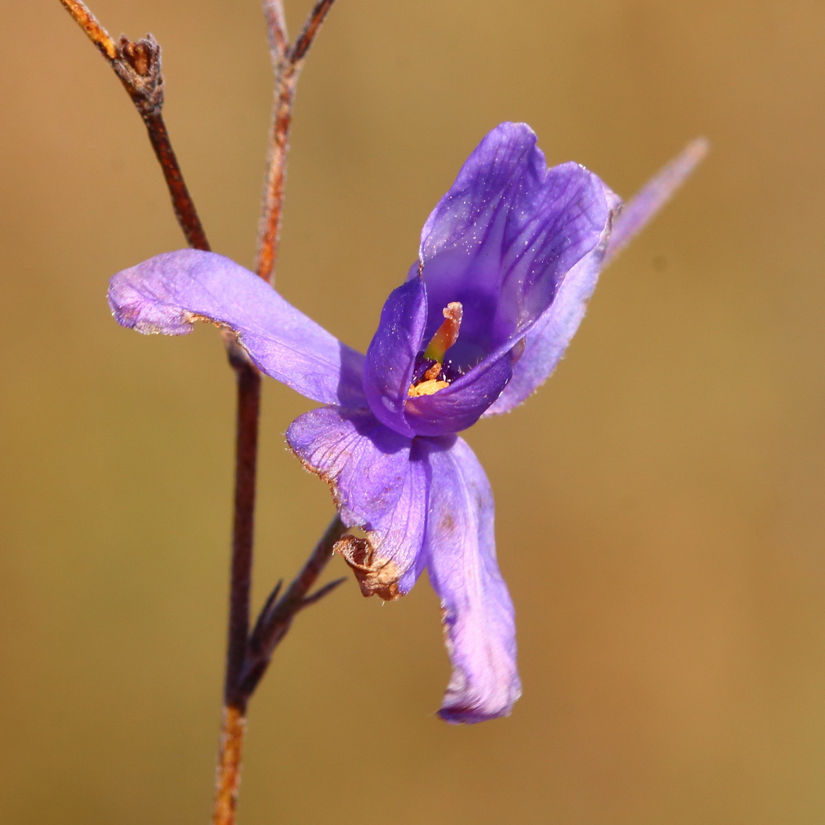 Image of Delphinium consolida specimen.