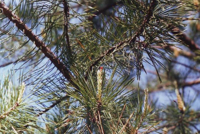 Изображение особи Pinus sylvestris.