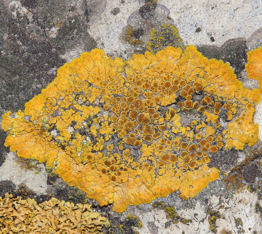 Калоплака оранжевая (Caloplaca aurantia) (Variospora aurantia)