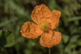 Papaver oreophilum. Цветок. Кабардино-Балкария, Чегемский р-н, Чегемское ущелье, долина р. Гара-Аузу Су, окр., альплагеря \"Чегем\", обочина грунтовой дороги. 05.08.2021.