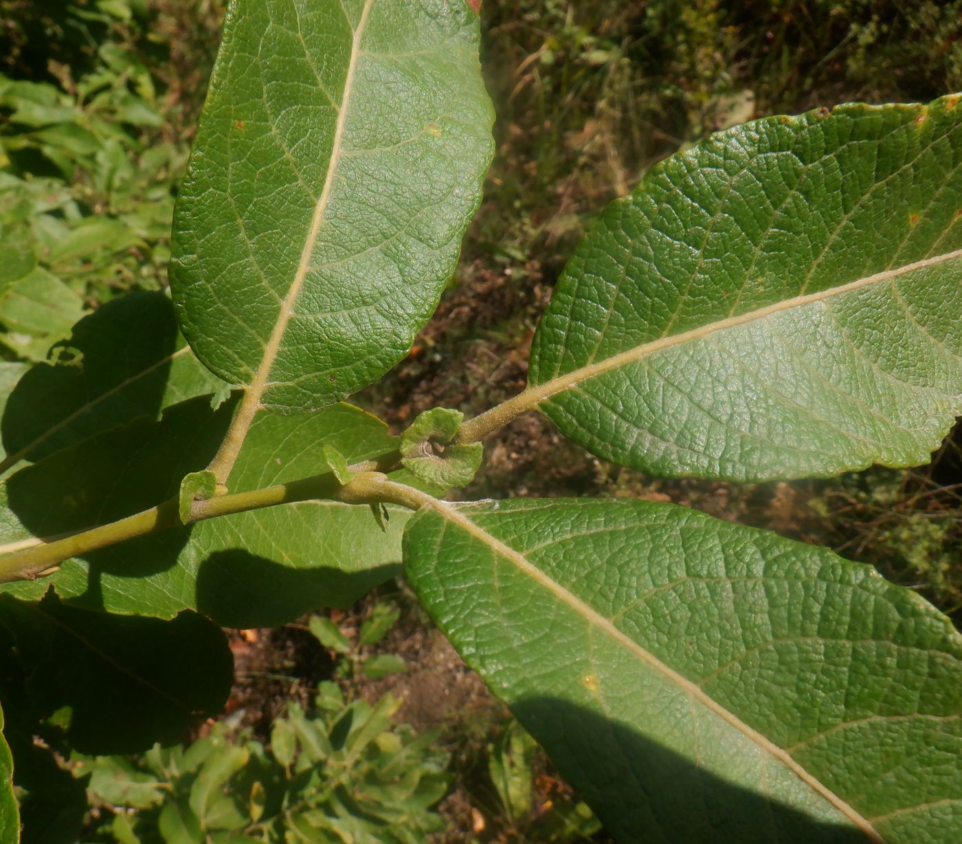 Image of Salix caprea specimen.