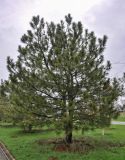 Pinus pallasiana. Взрослое дерево. Калмыкия, г. Элиста, в культуре. 19.04.2021.