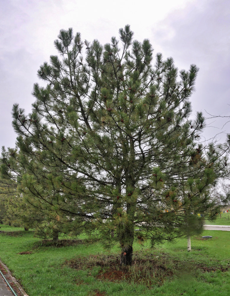 Изображение особи Pinus pallasiana.