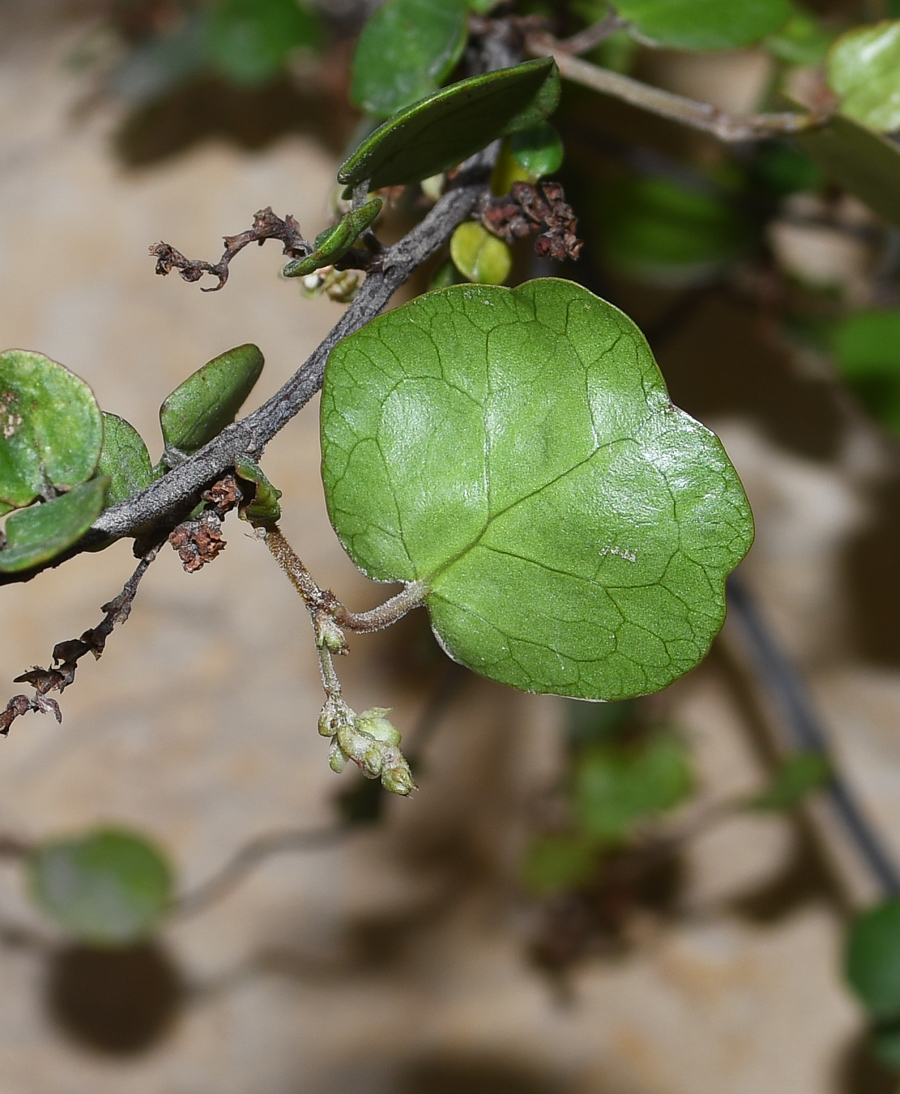 Image of Muehlenbeckia complexa specimen.