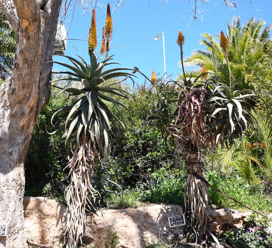 Image of Aloe africana specimen.