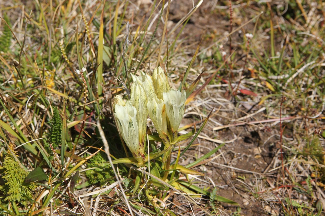 Изображение особи Gentiana algida.