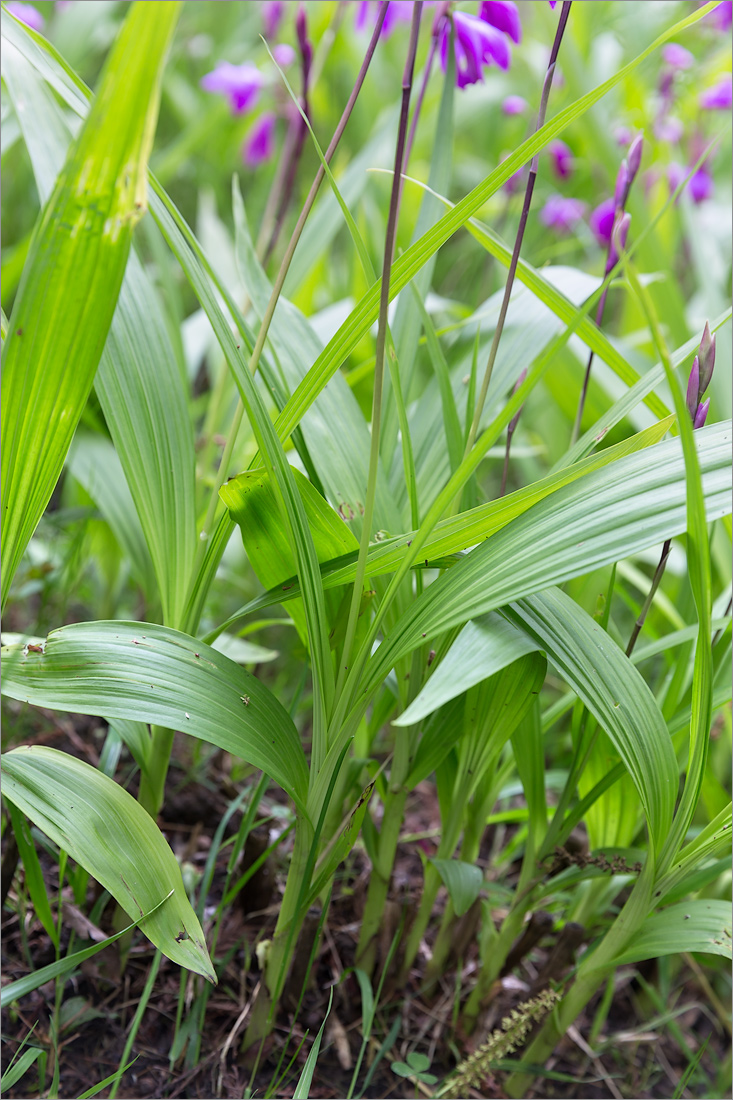 Image of Bletilla striata specimen.