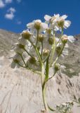 Achillea ptarmicifolia. Верхушка побега с соцветием. Кабардино-Балкария, Черекский р-н, Кабардино-Балкарский высокогорный заповедник, Черек-Безенгийское ущелье, ≈ 2300 м н.у.м., донная морена, наносы у одного из образующих реку Черек-Безенгийский ледниковых ручьёв. 18.08.2021.