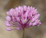 Allium rubellum. Соцветие. Дагестан, Табасаранский р-н, окр. с. Гелинбатан, остепнённый склон. 5 мая 2022 г.