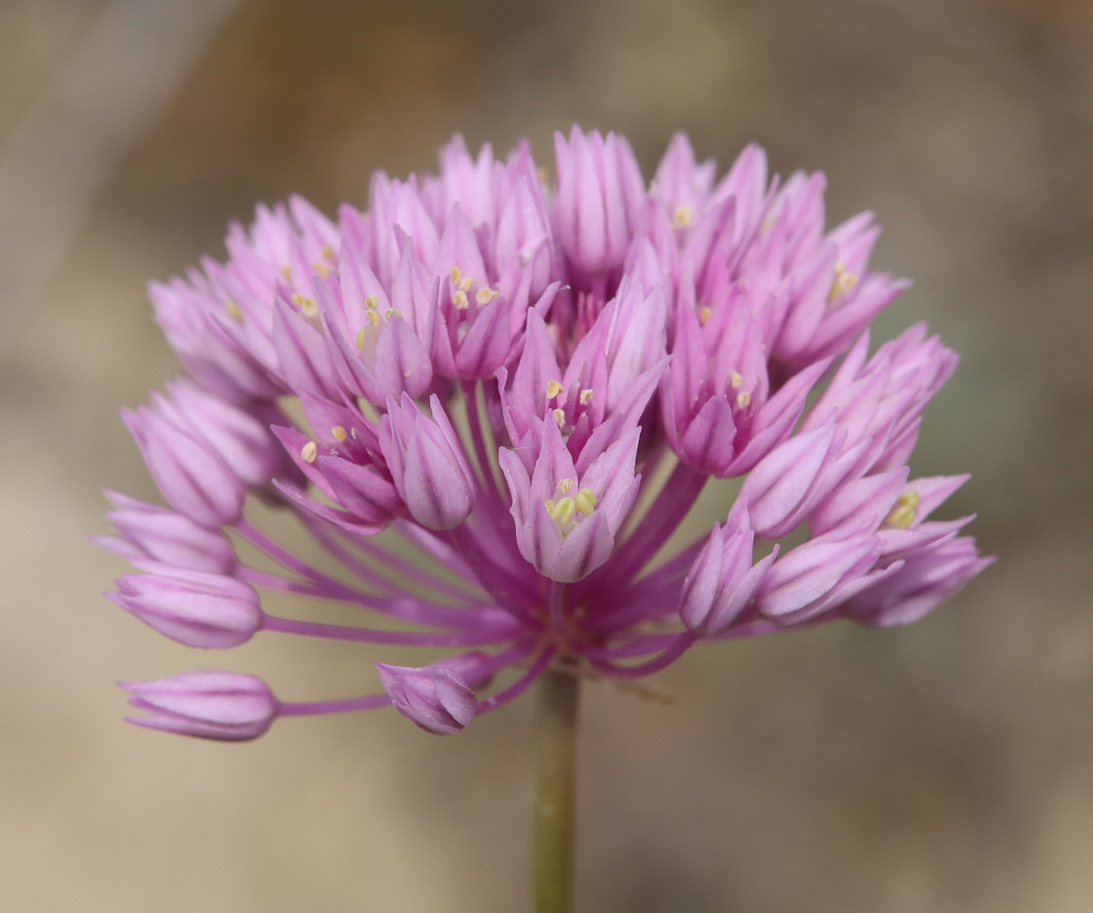 Изображение особи Allium rubellum.