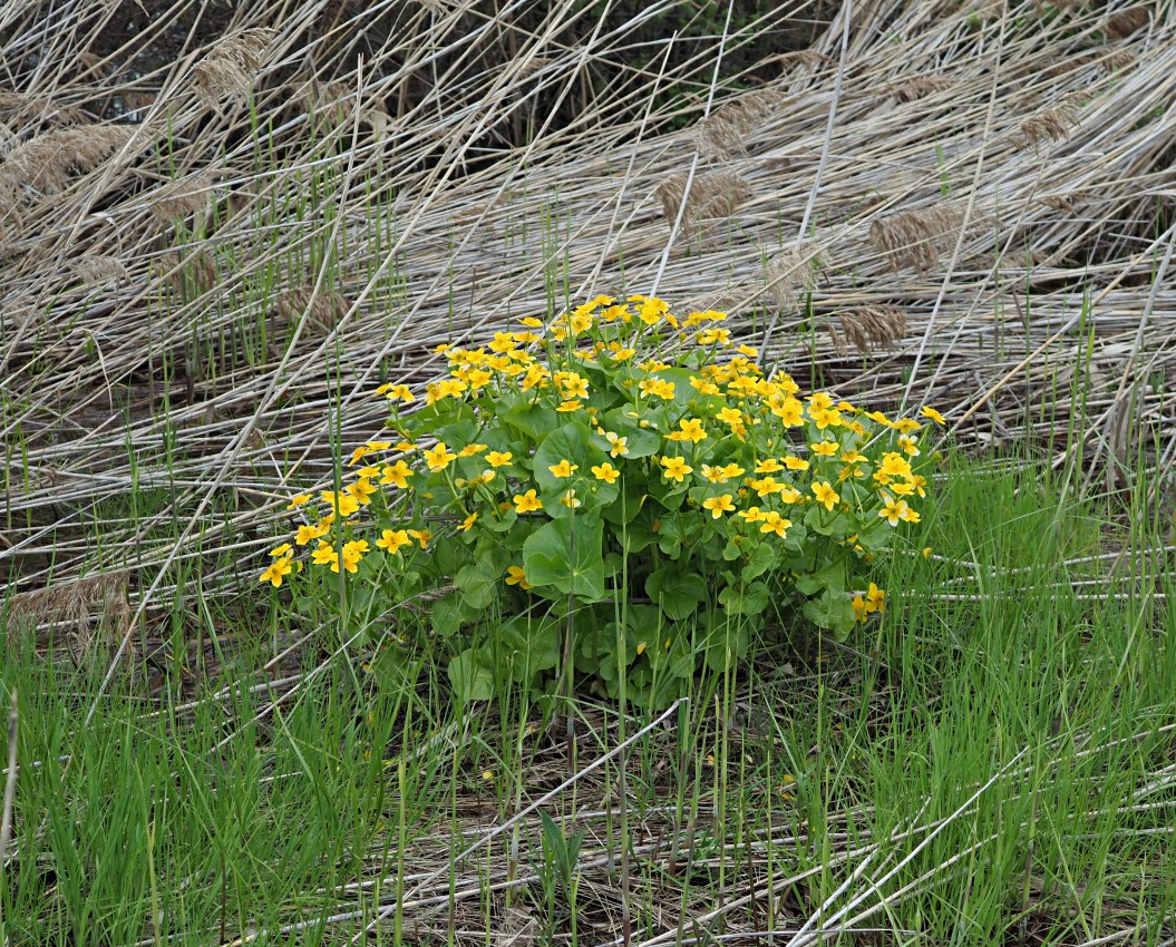 Изображение особи Caltha palustris.