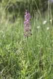 Anacamptis подвид elegans