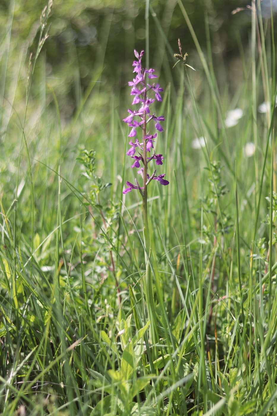 Изображение особи Anacamptis laxiflora ssp. elegans.