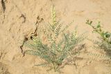 Pseudosophora alopecuroides. Цветущее растение. Узбекистан, г. Самарканд, городище Афрасиаб, лёссовые холмы. 9 мая 2022 г.